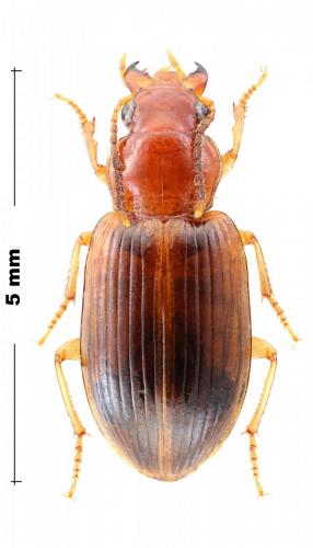 Réf. 288 556 : Bradycellus verbasci